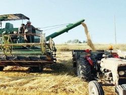 Mısırdaki fiyat artışı beklentisi buğdaya yöneltti