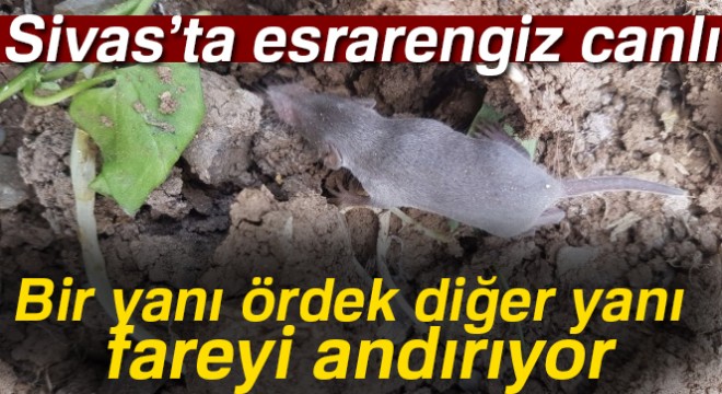 Esrarengiz canlının cinsi tespit edildi