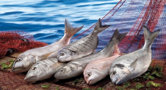 İhraç edilen her dört balıktan üçünü Egeli balıkçılar ihraç etti